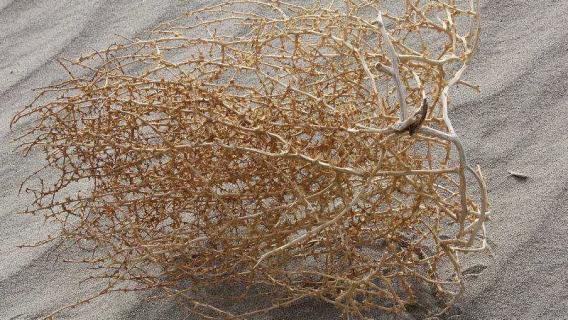 风滚草在中国叫什么 风滚草在中国有吗