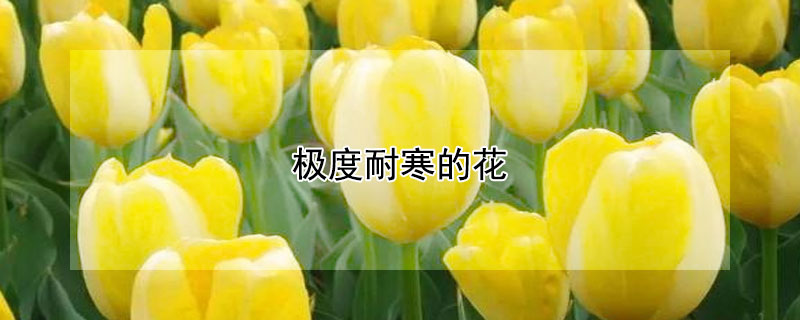 极度耐寒的花（极度耐寒的花有哪些）