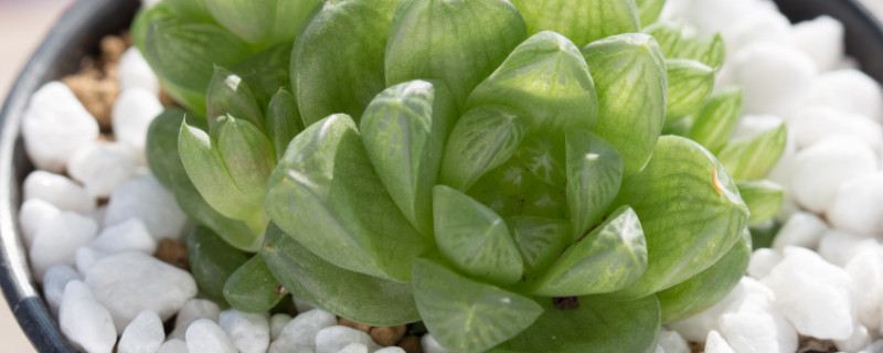 多肉玉露干瘪怎么办 多肉玉露叶子干瘪怎么回事