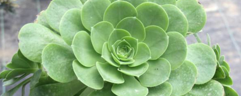 玉龙观音和香炉盘区别 玉龙观音和香炉盘区别在哪