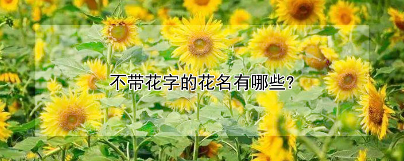 不带花字的花名有哪些?（不带花字的花名有哪些呢）