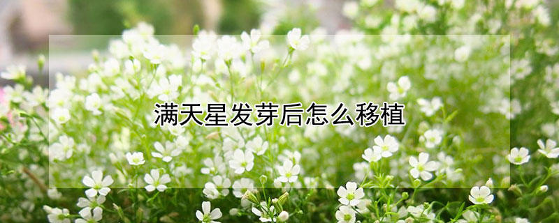 满天星发芽后怎么移植 满天星催芽后怎么种植