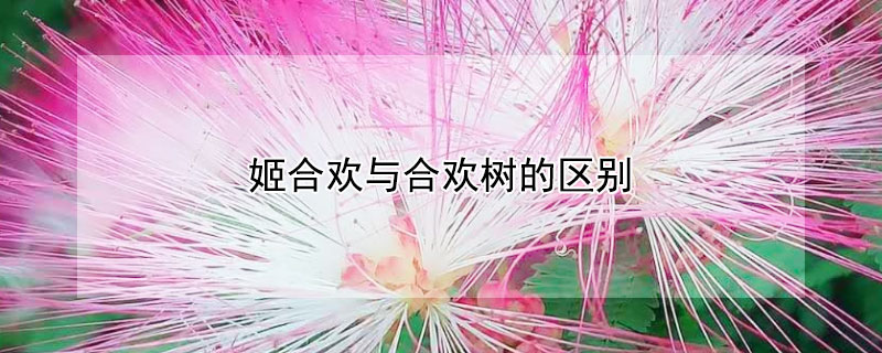 姬合欢与合欢树的区别 合欢树为什么叫合欢