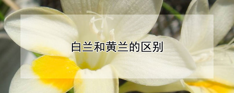 白兰和黄兰的区别（白兰和黄兰的区别是什么）