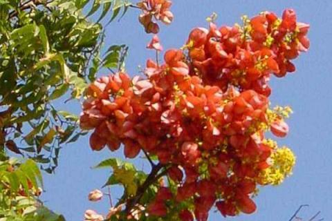 复羽叶栾树果实能吃吗