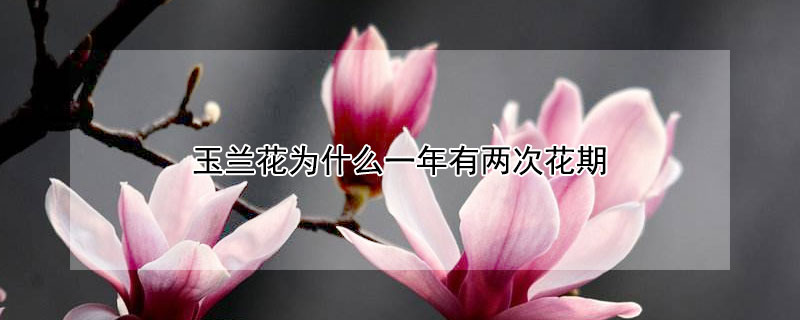玉兰花为什么一年有两次花期（玉兰花一年开了三次花）