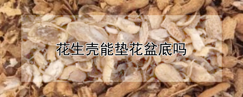 花生壳能垫花盆底吗（花生壳能垫花盆底吗图片）