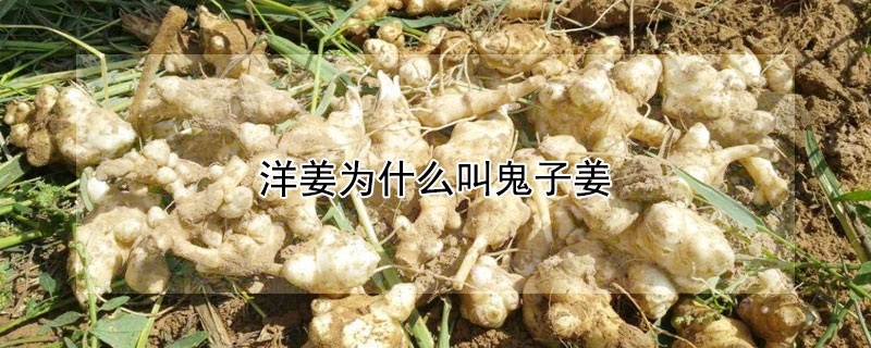 洋姜为什么叫鬼子姜 鬼子姜是不是姜