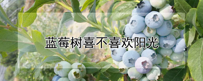 蓝莓树喜不喜欢阳光（蓝莓树喜不喜欢阳光暴晒）