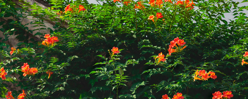 凌霄花的种类有哪些（凌霄花有几种）