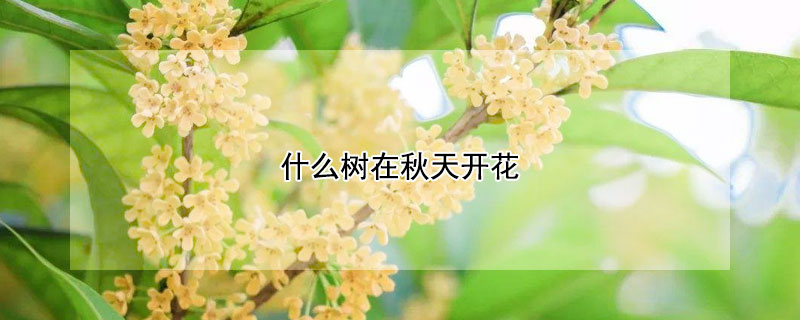 什么树在秋天开花（什么树在秋天开花结果）