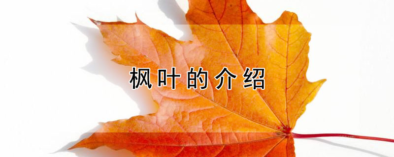 枫叶的介绍（枫叶的介绍资料）