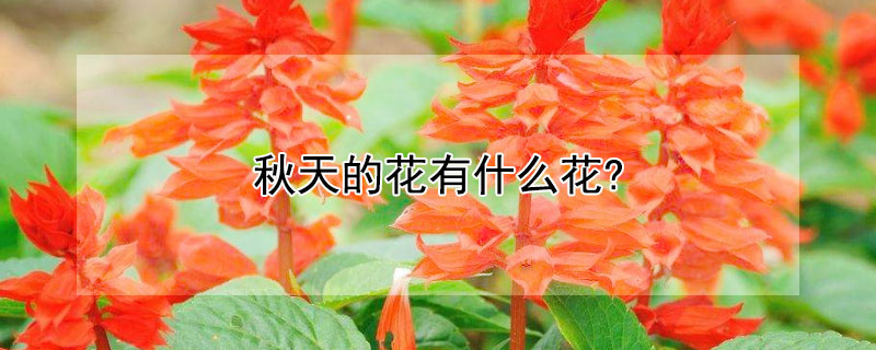 秋天的花有什么花?（秋天的花有什么花?图片）