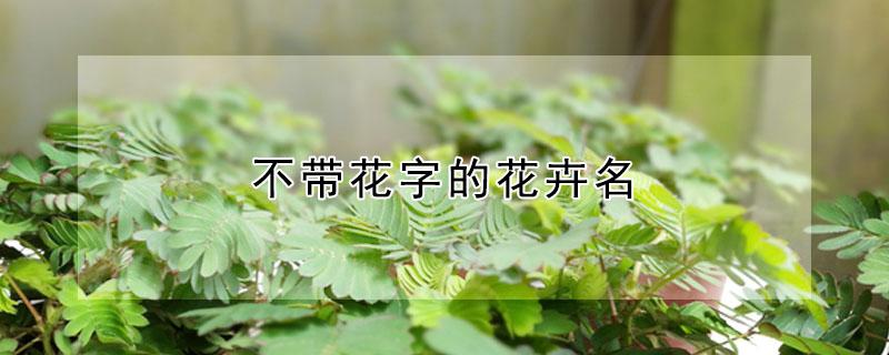 不带花字的花卉名（不带花字的花卉名称有哪些）