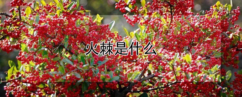 火棘是什么（火棘是什么科）