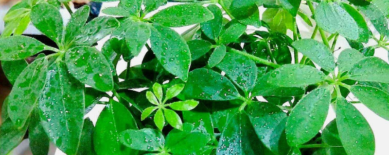 金钱树和鸭掌木的区别（金钱树和鸭掌木的区别在哪里）