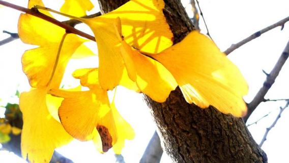 银杏树的叶子像什么（春天银杏树的叶子像什么）