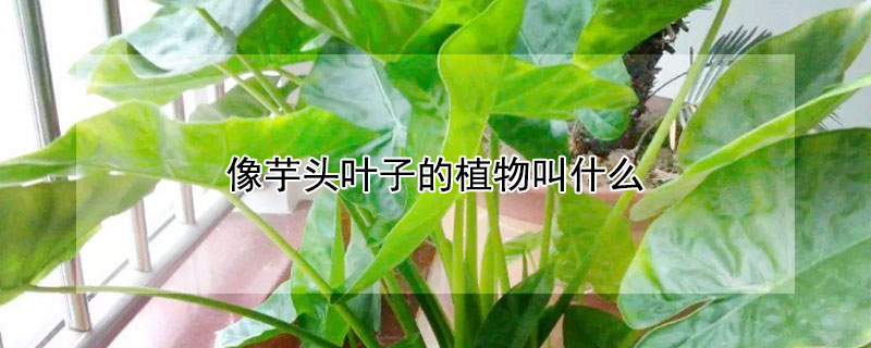 像芋头叶子的植物叫什么（像芋头叶子的植物叫什么,可以做酸）