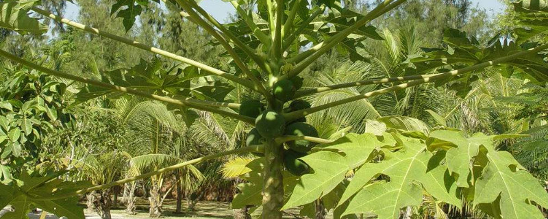 木瓜树如何施肥（木瓜树如何施肥效果好）