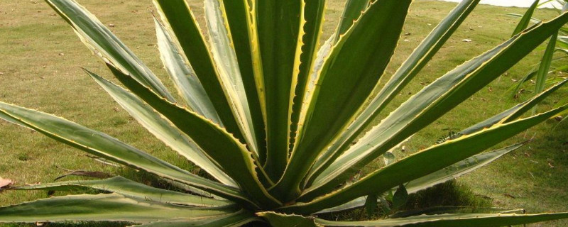 剑麻和龙舌兰的区别 剑麻与龙舌兰区别