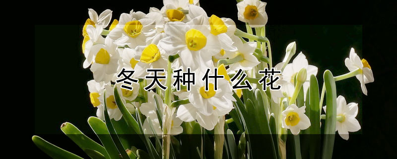 冬天种什么花（冬天种什么花比较适合）