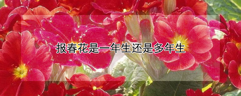 报春花是一年生还是多年生（报春花是一年生还是多年生植物）