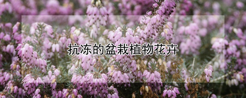 抗冻的盆栽植物花卉 比较抗冻的绿植花卉