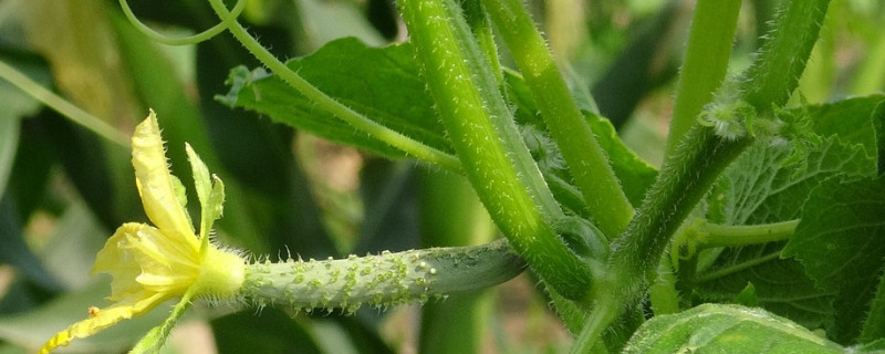 黄瓜叶打皱是什么原因 黄瓜叶子发皱