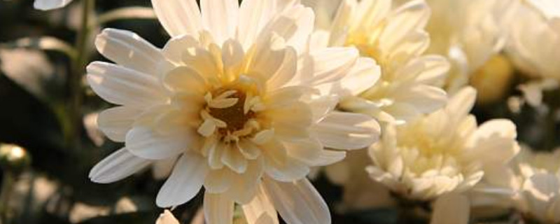 秋天有什么植物 秋天有什么植物和动物