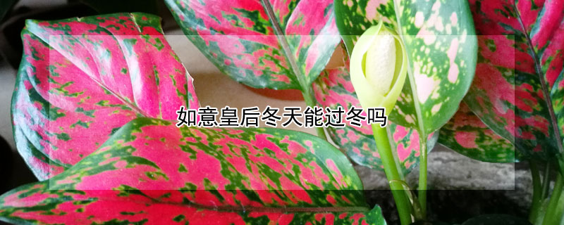 如意皇后冬天能过冬吗 如意皇后冬天能过冬吗图片