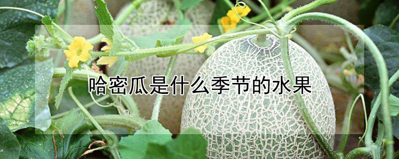 哈密瓜是什么季节的水果 哈密瓜是什么季节的水果,产自什么地方?