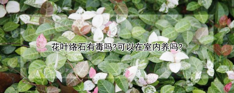 花叶络石有毒吗?可以在室内养吗?（花叶络石能在室内养吗）