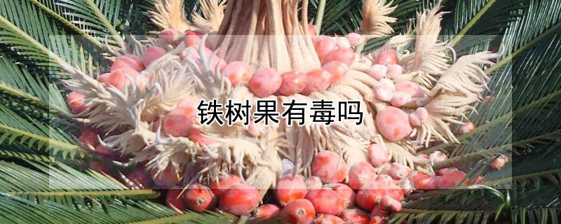 铁树果有毒吗（铁树果有毒吗能吃吗）
