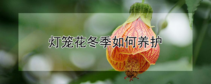 灯笼花冬季如何养护（灯笼花冬季如何养护和浇水）