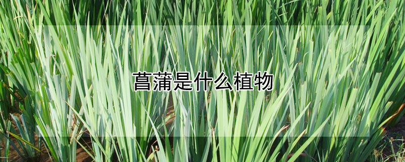 菖蒲是什么植物 菖蒲是什么植物好养吗