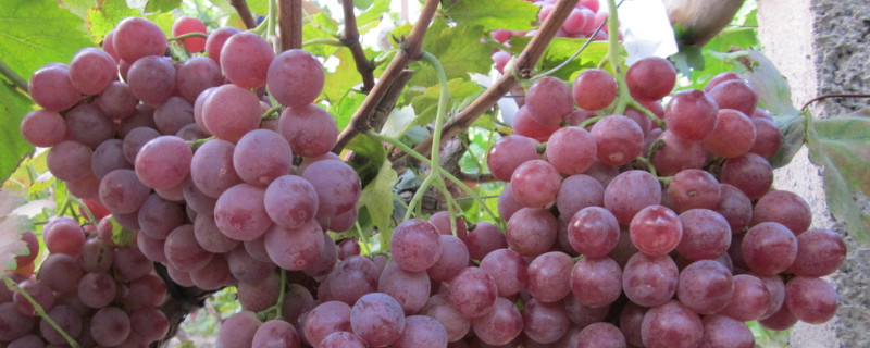 葡萄怎么养家庭养法（家养葡萄的养殖方法）