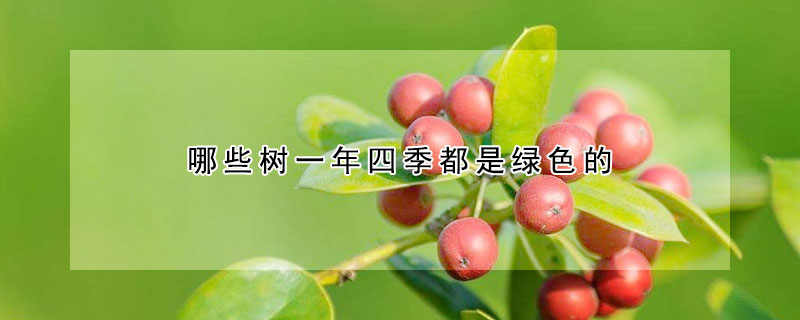 哪些树一年四季都是绿色的 哪些树一年四季都是绿色的叶子