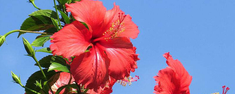 状元红花有几种 古代状元带的红花叫什么