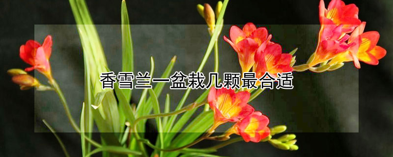 香雪兰一盆栽几颗最合适 香雪兰用什么花盆好看