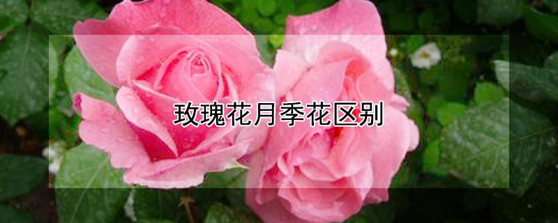 玫瑰花月季花区别（玫瑰花月季花区别知乎）