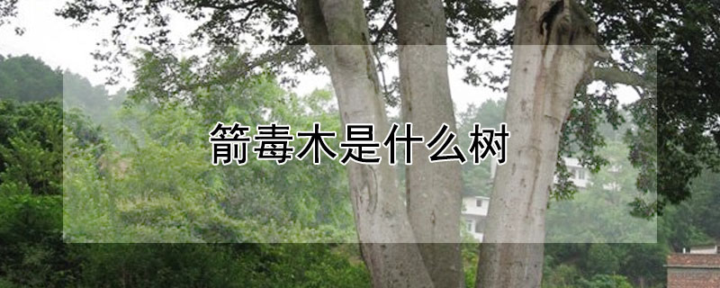 箭毒木是什么树 箭毒木是哪种树