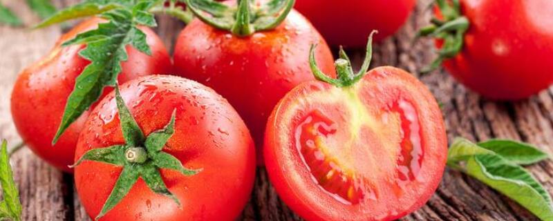 西红柿后期怎么浇水 西红柿后期怎么浇水好