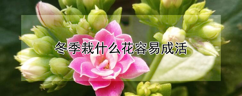 冬季栽什么花容易成活（冬季栽什么花容易成活率高）