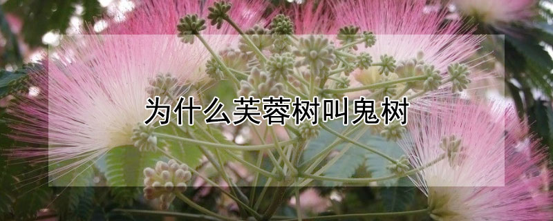 为什么芙蓉树叫鬼树 为什么芙蓉树叫鬼树呢