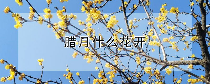 腊月什么花开（腊月什么花开?）