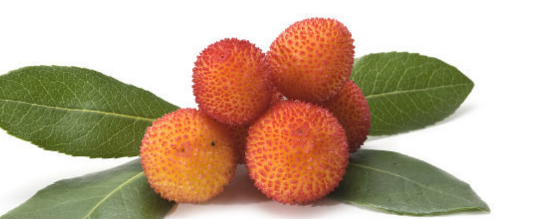 杨梅什么时候开花什么时候结果（杨梅是什么时候开花结果）