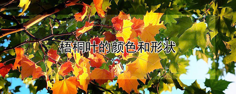 梧桐叶的颜色和形状（秋天的梧桐叶的颜色和形状）