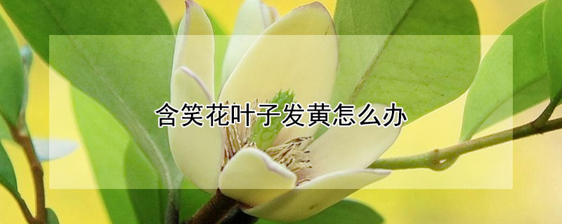 含笑花叶子发黄怎么办（含笑花黄叶了怎么办）