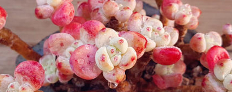 罗琦和劳尔的区别（罗琦与劳尔的区别）