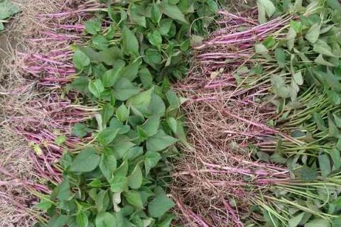 红薯绿植怎样培育